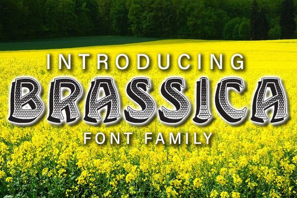 Brassica Display Font Review for Campaign Creators